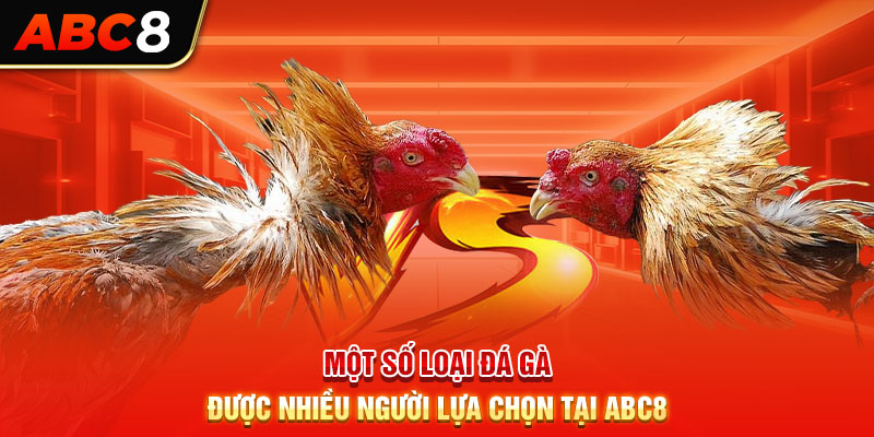 Một số loại đá gà được nhiều người lựa chọn tại ABC8